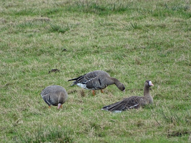 独特魅力 独特魅力